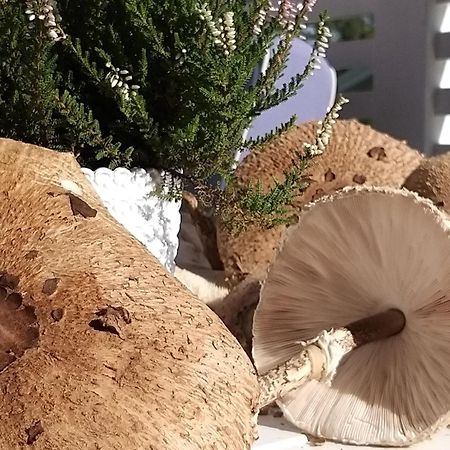 Przystan Na Zagorzu - Apartamenty Nad Jeziorem Drezdenko المظهر الخارجي الصورة